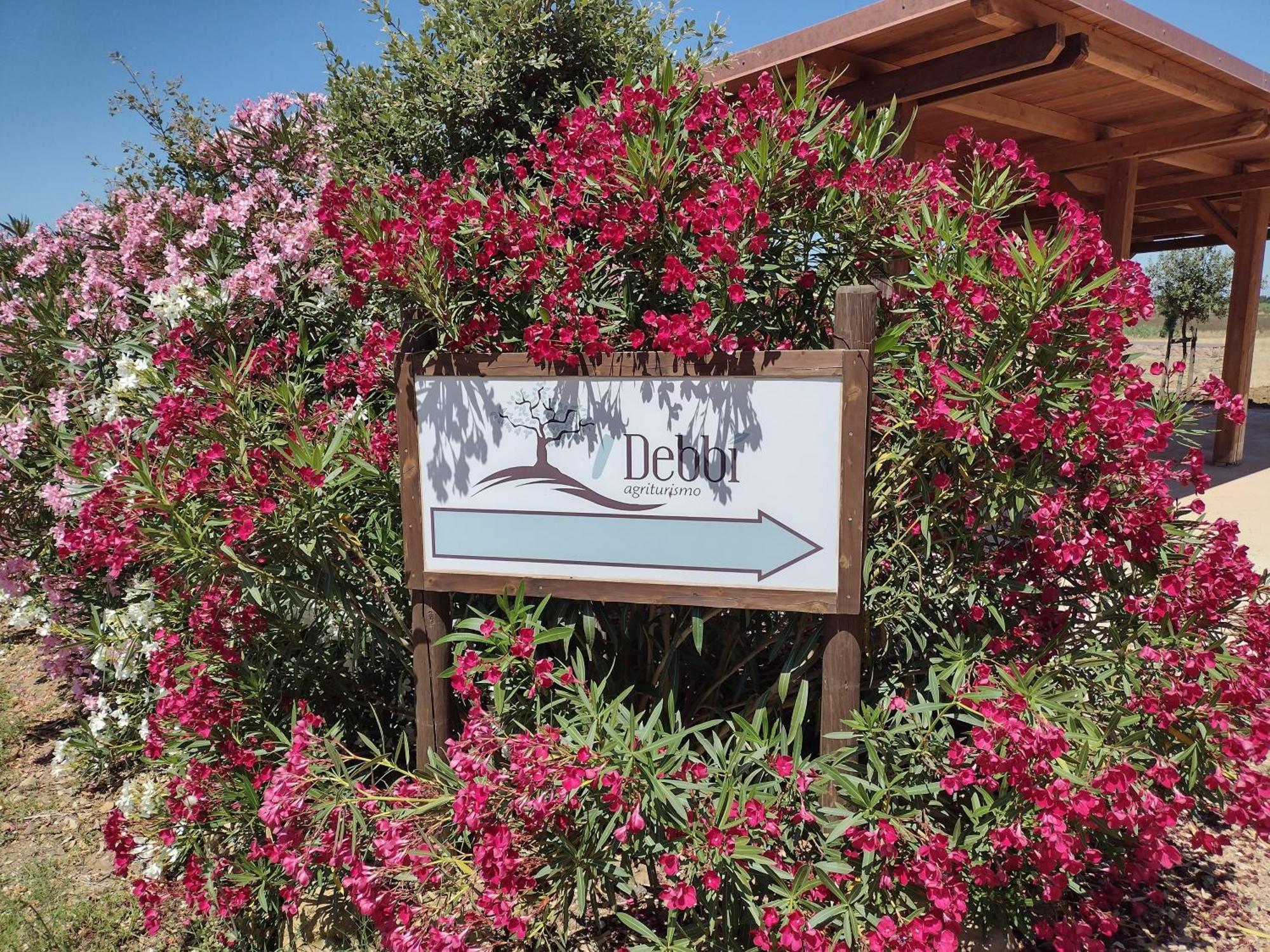Agriturismo I Debbi Bibbona Dış mekan fotoğraf