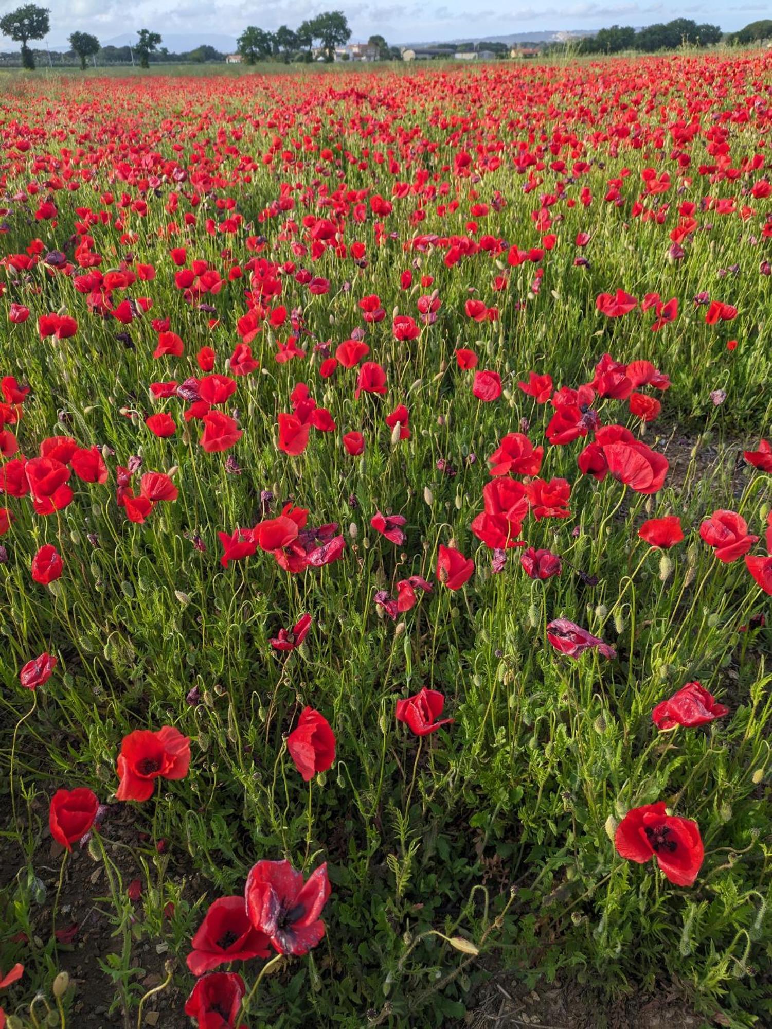Agriturismo I Debbi Bibbona Dış mekan fotoğraf