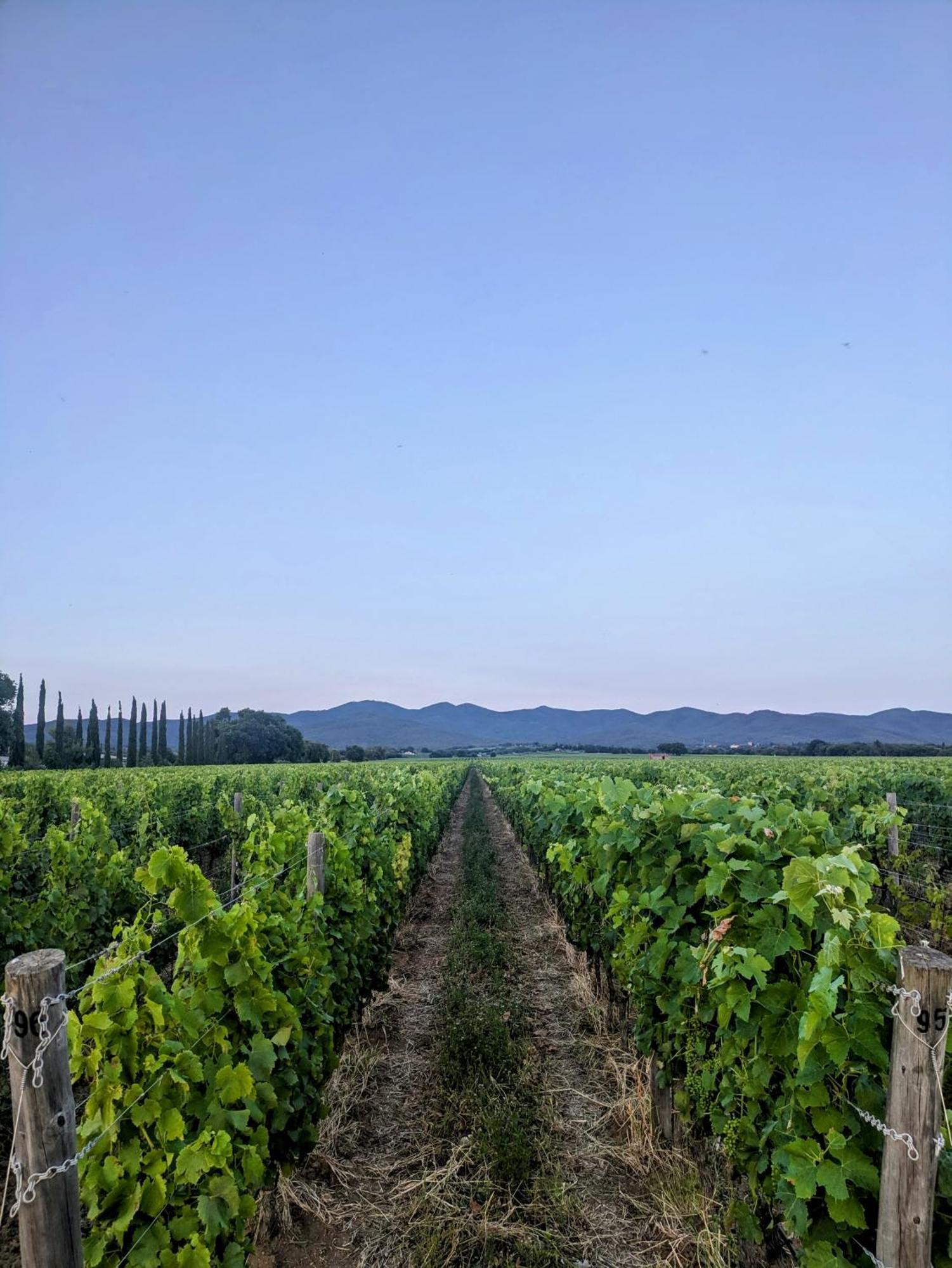Agriturismo I Debbi Bibbona Dış mekan fotoğraf