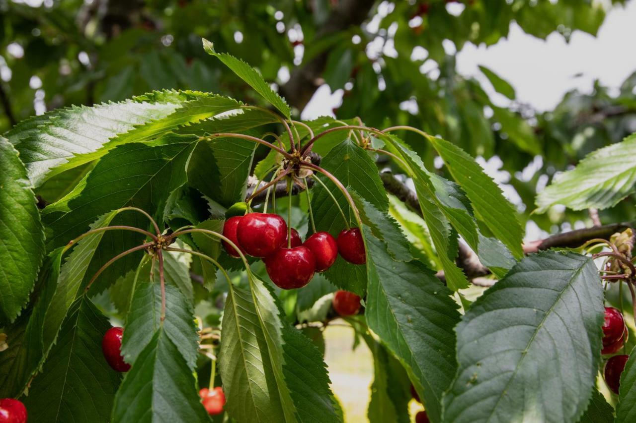 Agriturismo I Debbi Bibbona Dış mekan fotoğraf